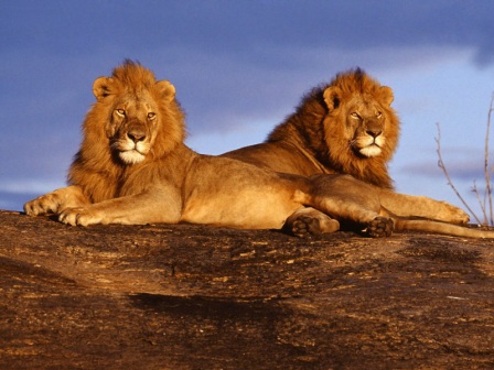 dos leones