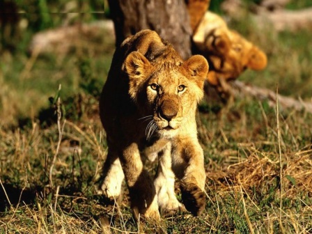 cachorro de leon africano