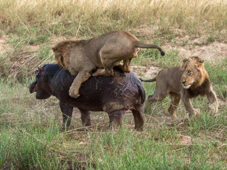 manada cazando a cria de hipopotamo