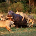 leones cazando hipopotamo