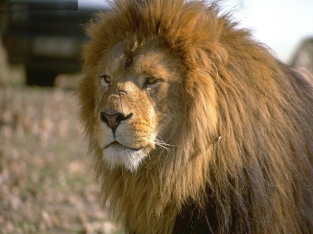 Características de los leones » LEONPEDIA