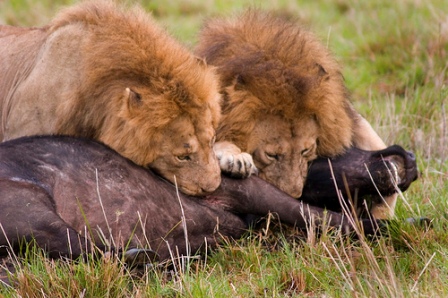 Fotos de leones cazando » LEONPEDIA